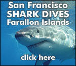 San Francisco Shark Dives in the Farallon Islands